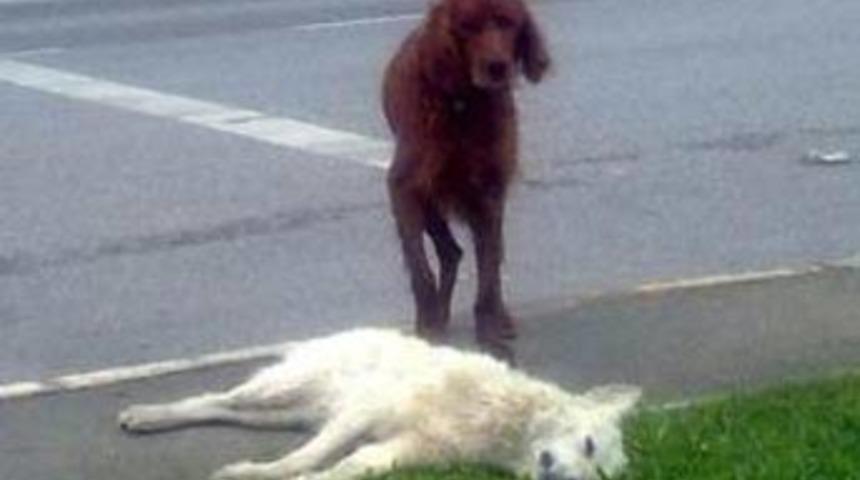 &Ouml;len arkadaşının başından ayrılmadı