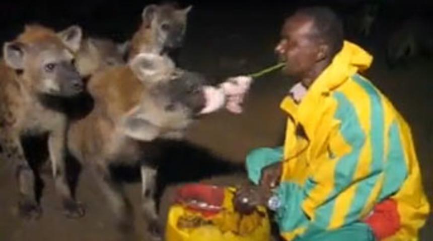 Vahşi sırtlanları ağzıyla besliyor