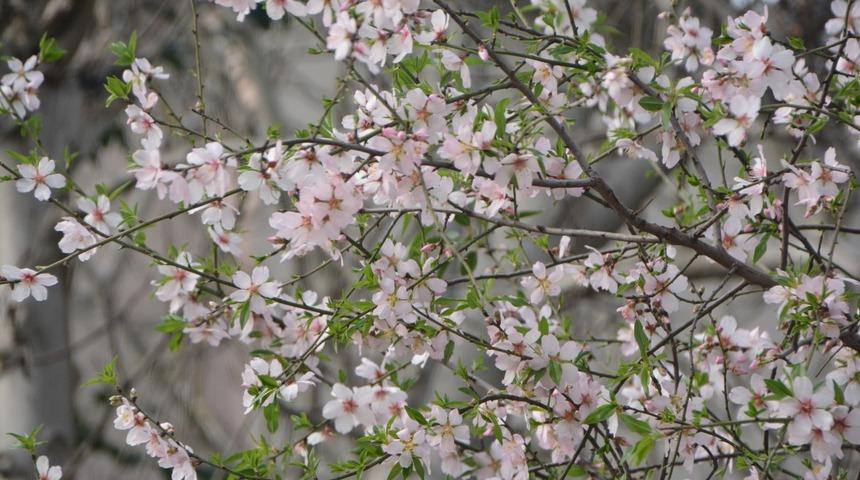 Sinop’ta şubat ayında şeftali ağacı çiçek açtı