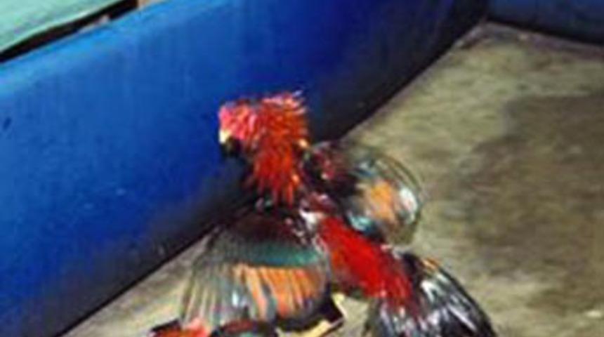 Horoz sevenler derneğinde horoz d&ouml;v&uuml;ş&uuml;