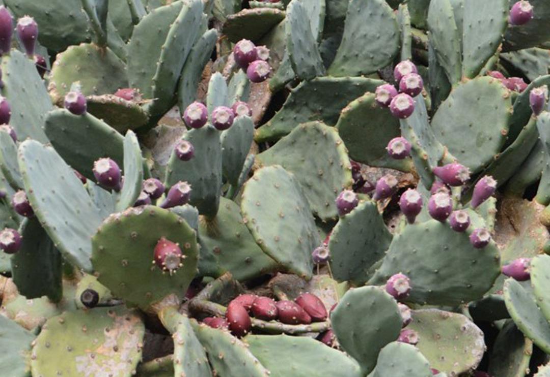 Doğada kendiliğinden yetişiyor! Cildi ışıl ışıl parlatıyor, hızla zayıflatıyor... G&uuml;nde en fazla 5 tane yeniyor: Yol kenarlarında bile bulunuyor