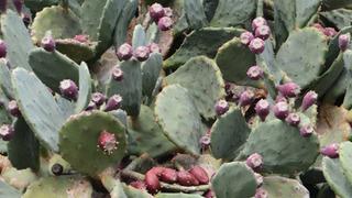 Doğada kendiliğinden yetişiyor! Cildi ışıl ışıl parlatıyor, hızla zayıflatıyor... Günde en fazla 5 tane yeniyor: Yol kenarlarında bile bulunuyor