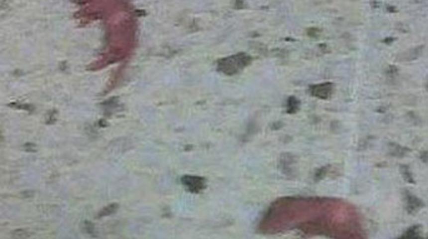 Cips paketinde şok!