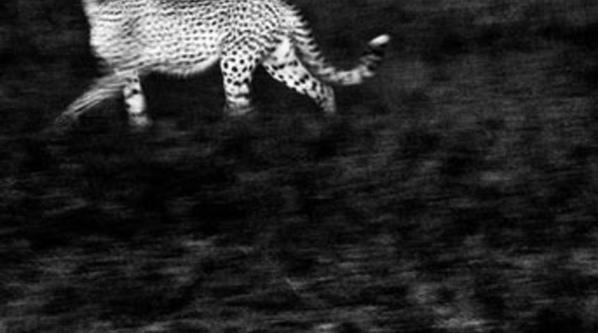 2010'un en vahşi fotoğrafları