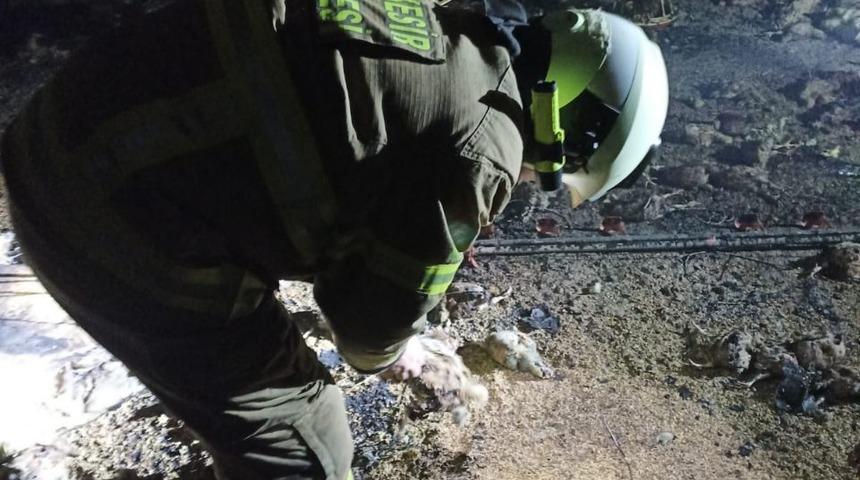 Balıkesir'de &ccedil;ıkan yangında 11 bin civciv telef oldu