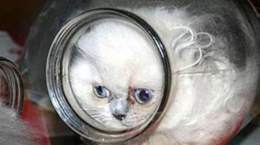 Kavanozun i&ccedil;inde bir kedi!