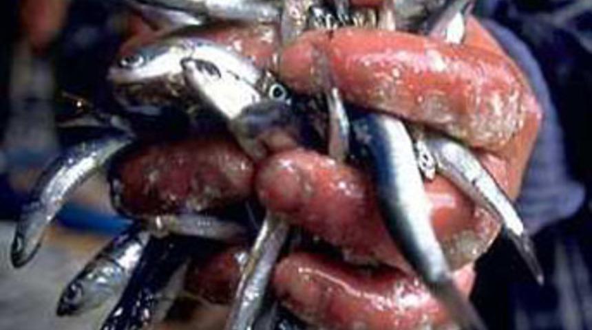 Diyarbakır'da yoksullara hamsi yardımı