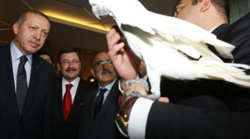 Papağan'a "selamün aleyküm" dedirtemedi