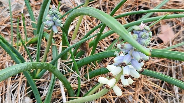 Sadece Antalya'da yetişiyor! Koparmanın cezası 1 milyon 936 bin