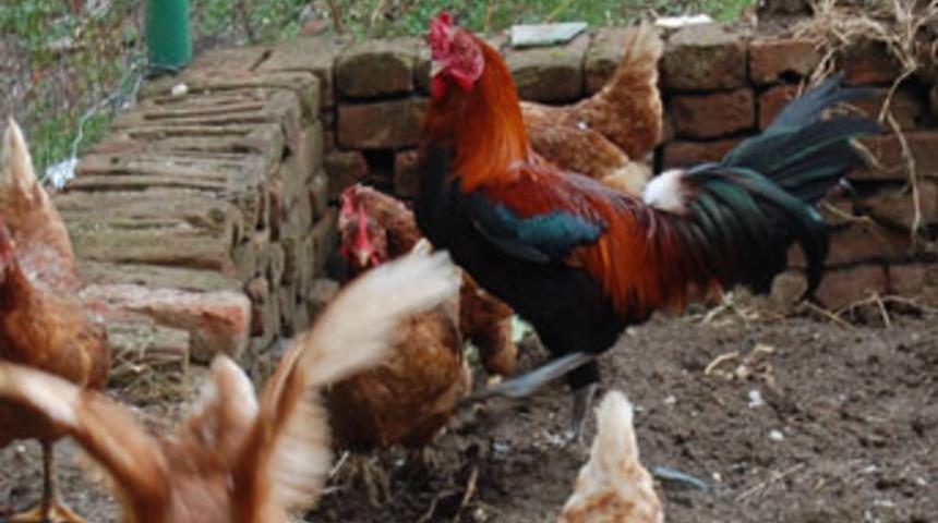 Horoza anne işkencesi!...