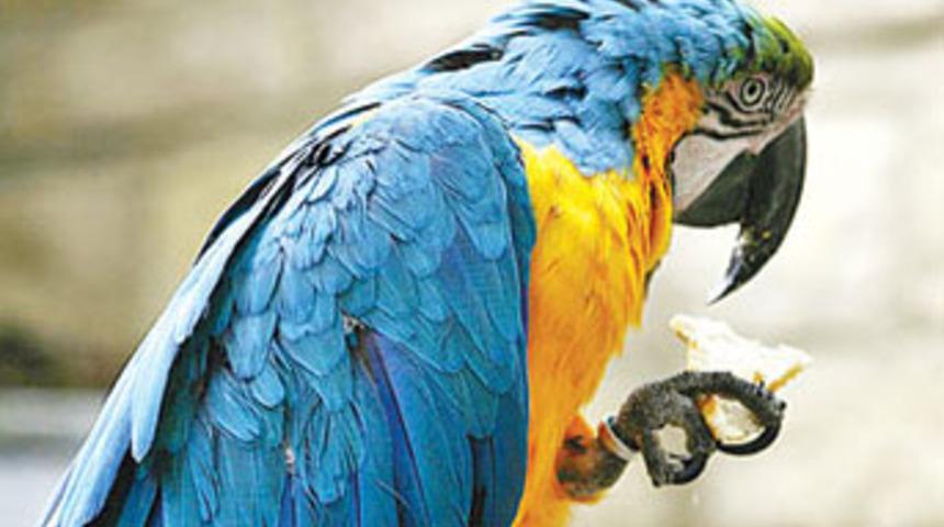 İngilizce &ouml;ğretmeni papağanlar