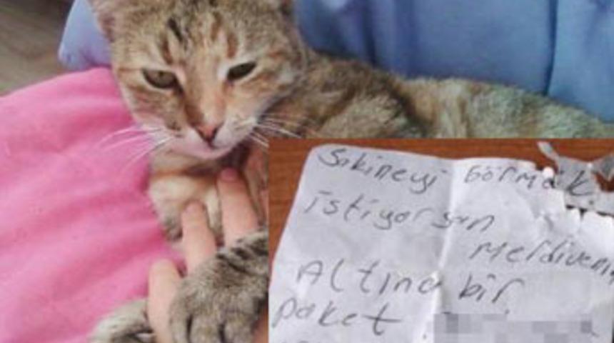 Ka&ccedil;ırılan kediye sigaralı fidye