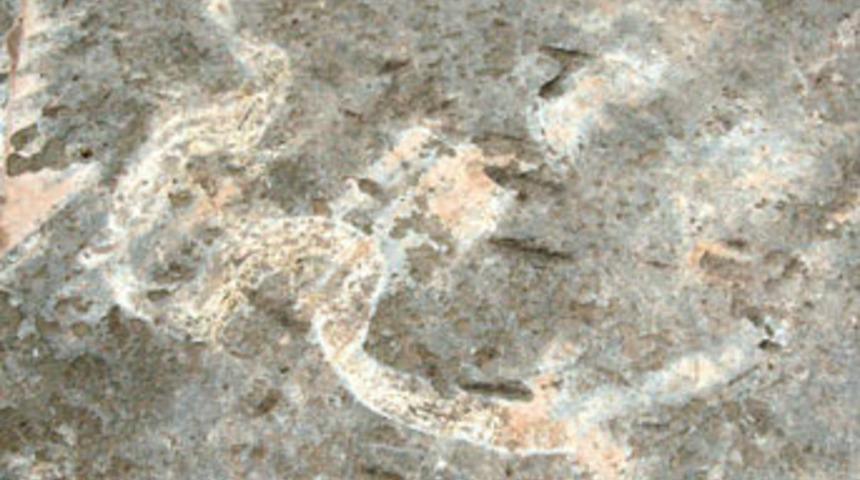 1 milyon yaşında yılan fosili bulundu