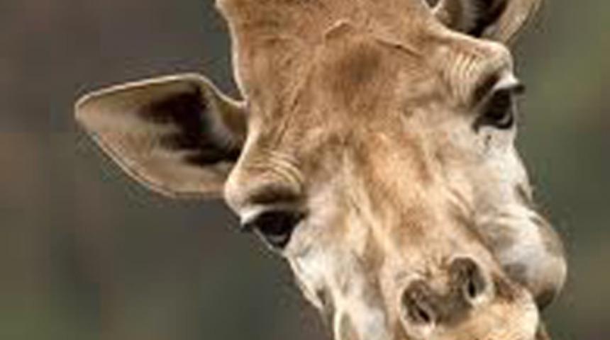 İnsanda da zürafada da 7 tane var!