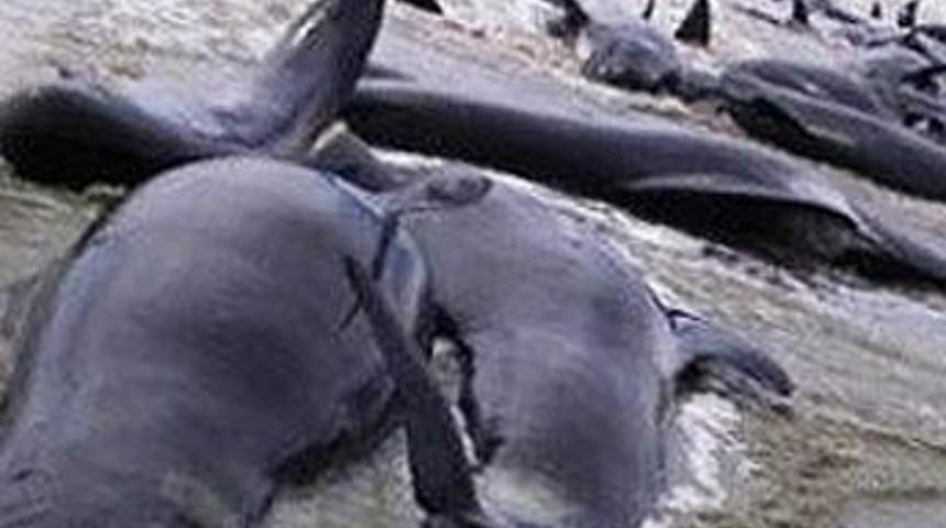 Balina ölümleri depremlerin habercisi mi?