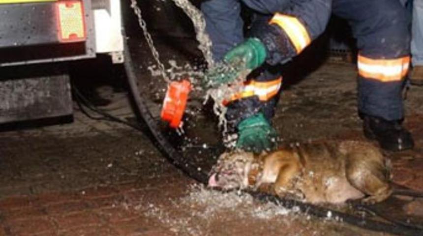 Pet Shop'ta can pazarı