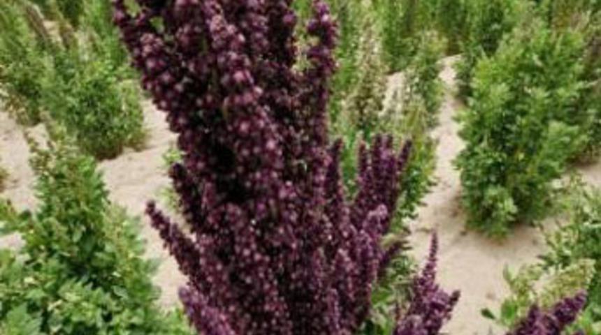 İnsanlığı bu bitki kurtaracak