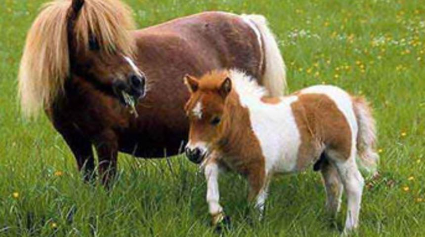 Midilli etleri nereye gitti?