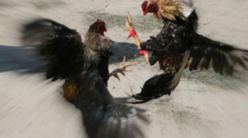 Psikopat horoz, sahibini öldürdü