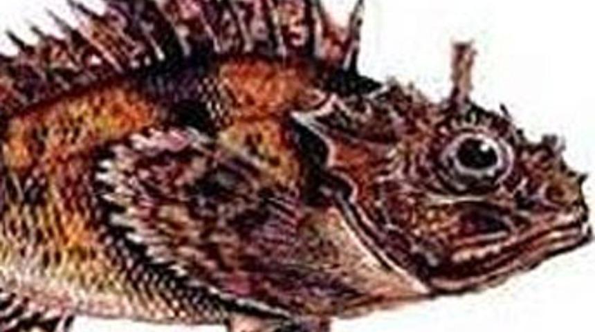 Denizlerimiz istila altında!