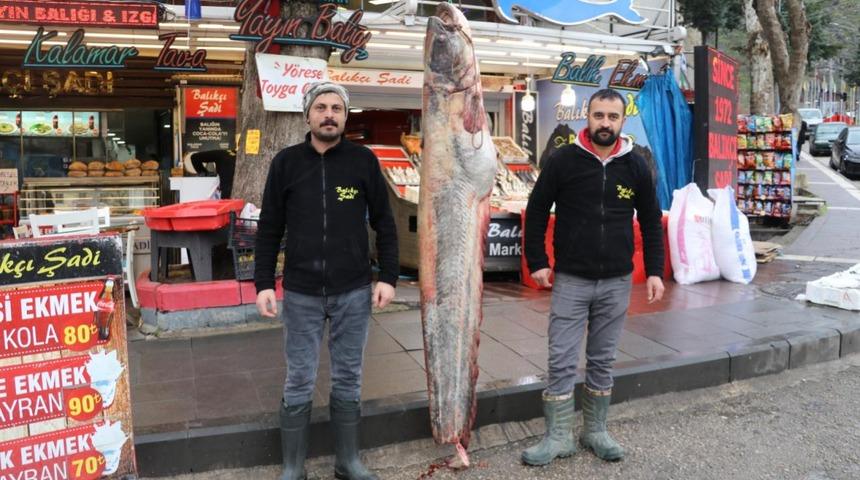 Amasya'da yakalandı: Boyutları görenleri şaşkına çevirdi! Fiyatı dudak uçuklatıyor