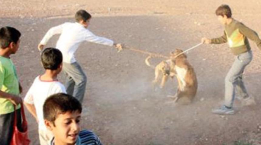 &Ccedil;ocukların vahşi oyunu