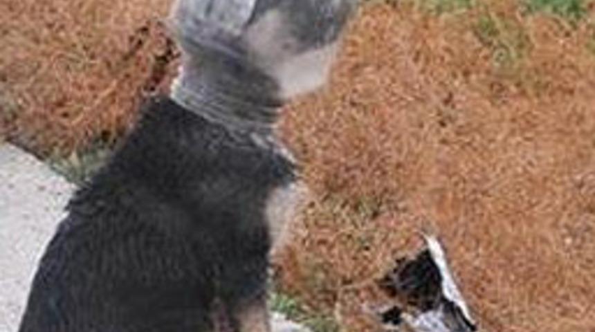 Bunu yapan da insan!