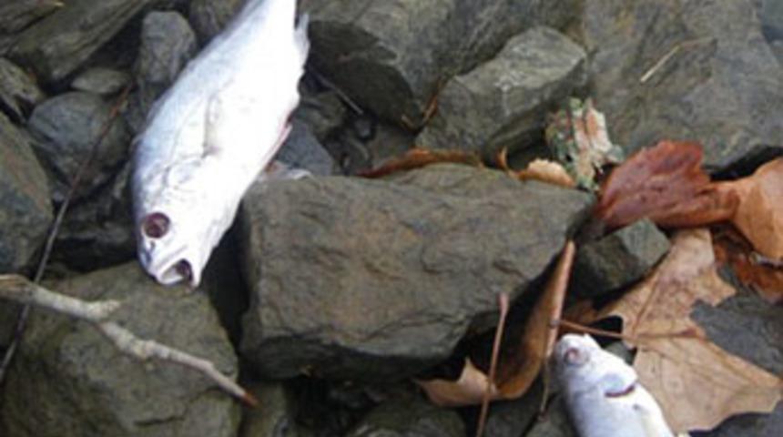 Bu sefer de onbinlerce balık &ouml;ld&uuml;