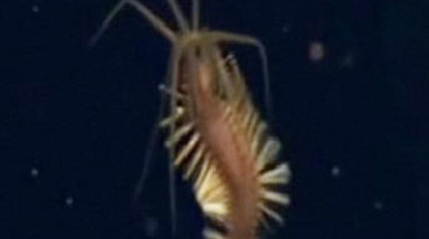 İlk kez g&ouml;r&uuml;nt&uuml;lendi