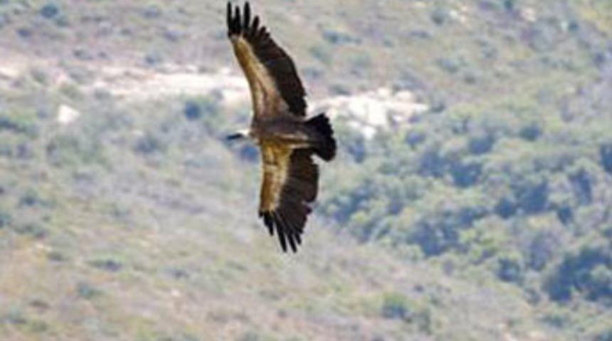 "Mossad casusu" akbaba g&ouml;zaltında