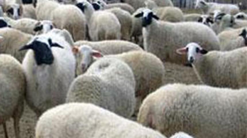 Koyunlar intihar etti