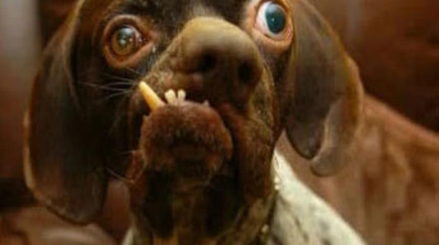 Ona &ccedil;irkin diyen utansın