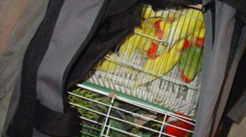 Valizden 29 papağan çıktı