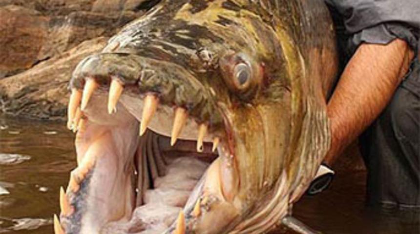 Timsah yiyen balık!