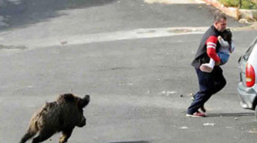 A&ccedil; domuz Bodrum'a indi...