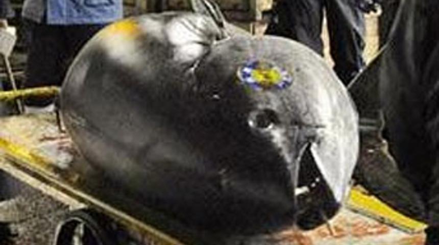 Bu balık villadan daha pahalıya satıldı