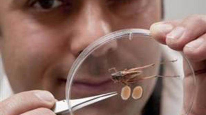 K&uuml;&ccedil;&uuml;k b&ouml;ceğin 'b&uuml;y&uuml;k' sırrı