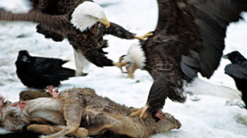 B&uuml;y&uuml;k g&ouml;&ccedil;ler