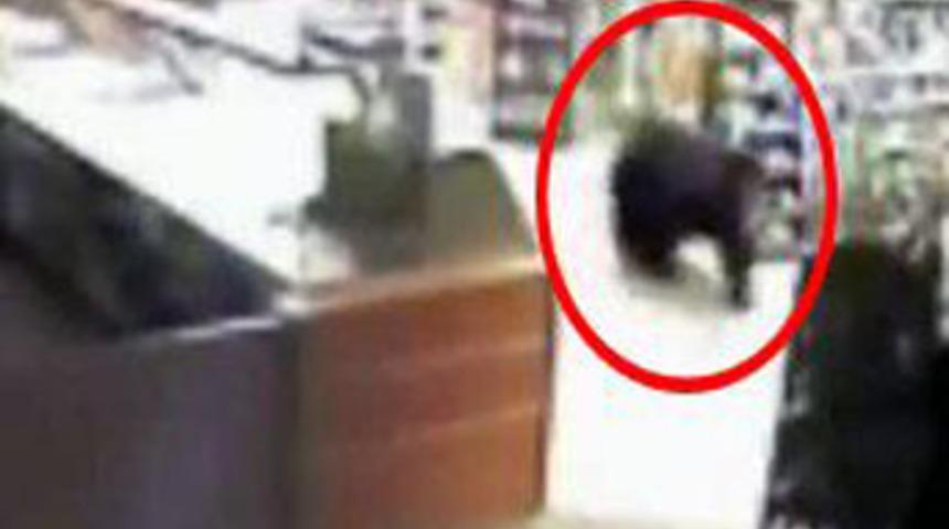 Benzinlikte ayı var!