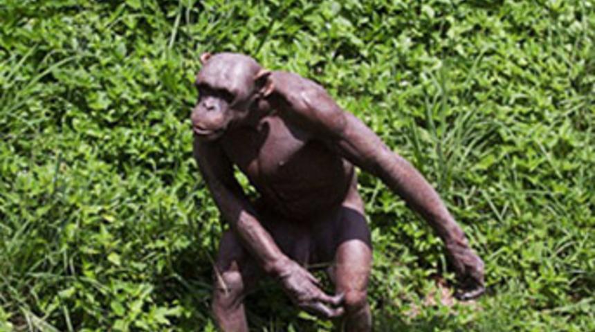 Evrimin kayıp halkası mı?