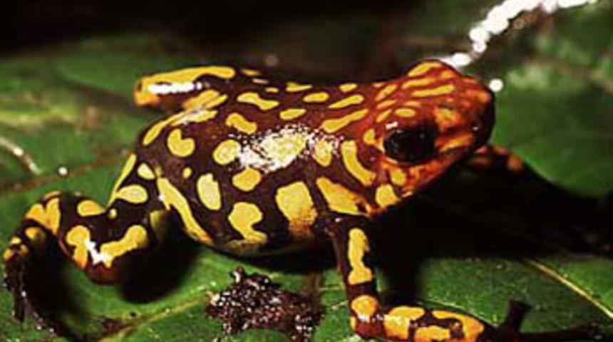 Dünyanın en ölümcül hayvanı