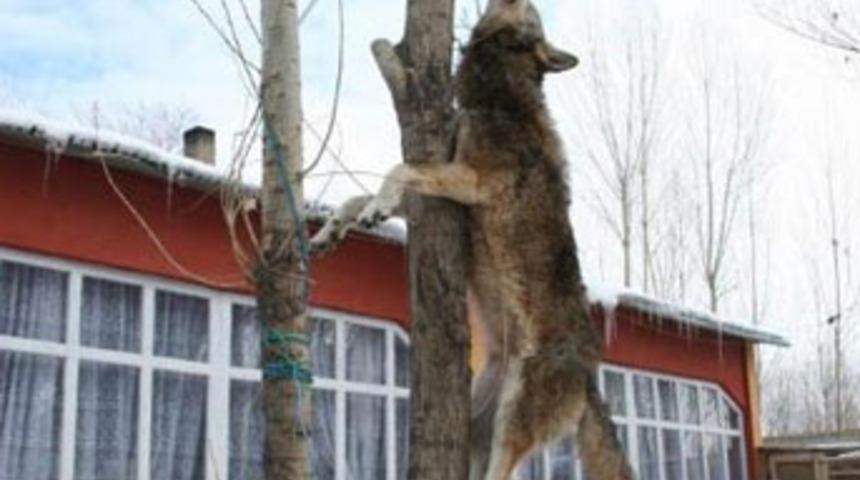 Öldürüp ağaca astılar