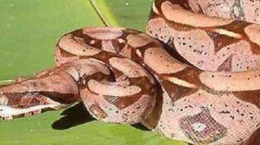 Bilim d&uuml;nyasını şaşkına &ccedil;eviren yılan