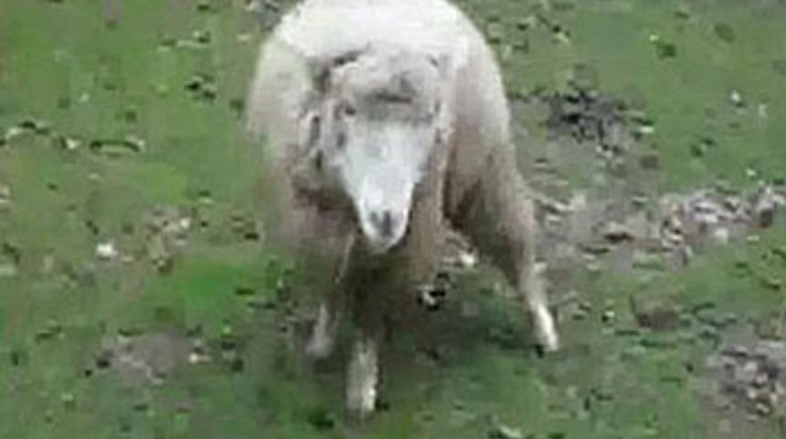 Şizofren koyunun intikamı