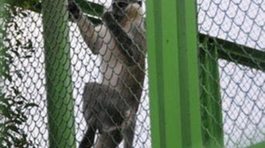 Hayvanat bah&ccedil;esinden maymun &ccedil;almak istedi!