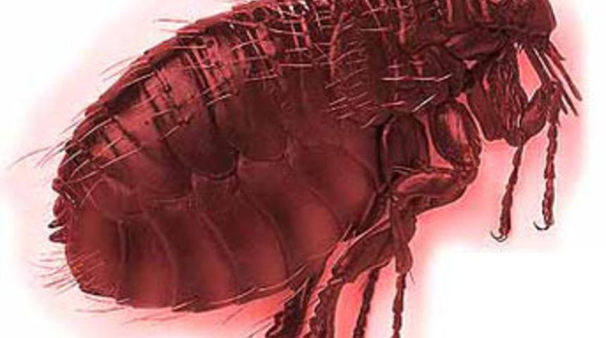 Dehşet sa&ccedil;an b&ouml;cek!