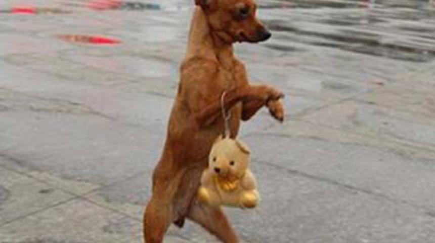 Patisinde &ccedil;antasıyla y&uuml;r&uuml;yen k&ouml;pek