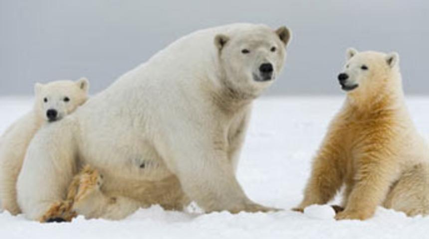 Kutup ayılarının ilginç dünyası