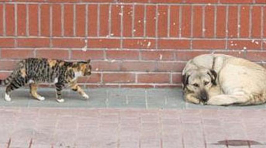 Kıskandıran dostluk