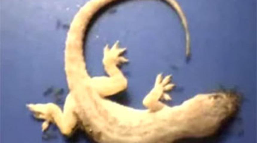 38 saatte tamamen yediler